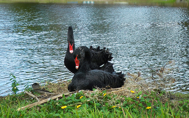 swan couple on their nest